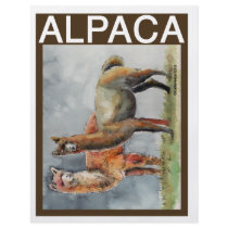 Alpaca Pair Full Color Flyer