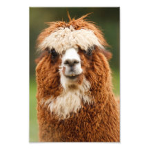 Alpaca Photo