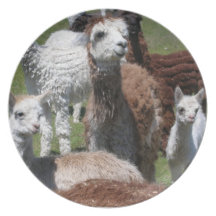 Alpaca Plate