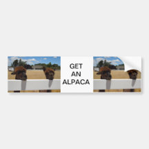 Alpacas in Templeton, California Bumper Stickers
