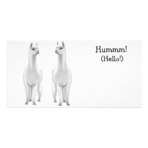 Alpacas Photo Card
