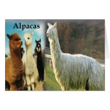 Alpaga Carte De Vœux
