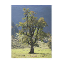 Alpen Ahornboden Alps Austria Ahorn maple Postkarten