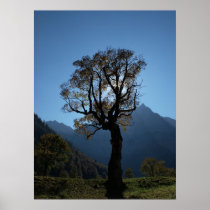 Alpen Ahornboden Alps Austria Ahorn maple Poster