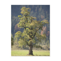 Alpen Ahornboden Alps Austria Ahorn maple tree Postkarten