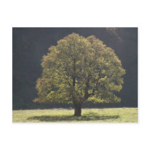 Alpen Ahornboden Alps Austria Ahorn maple tree Postkarte
