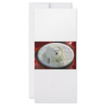 ALPHA POLAR BEAR rack cards