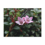 Alpine Azalea Blossoms, Unalaska Island Post Cards