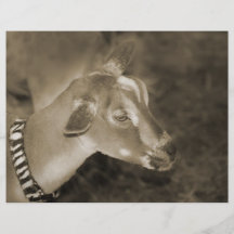 Alpine doe sepia shaved baby goat striped face custom flyer