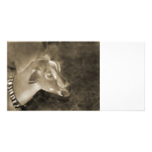 Alpine doe sepia shaved baby goat striped face personalized photo card
