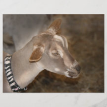 Alpine doe shaved baby goat striped face flyer design