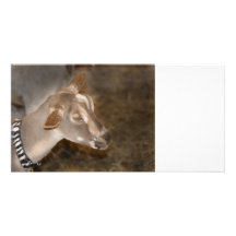 Alpine doe shaved baby goat striped face photo greeting card