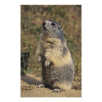 Alpine Marmot, Marmota marmota, adult standing