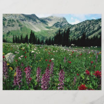 Alpine meadow in the Pasayten Wilderness, Californ Flyers