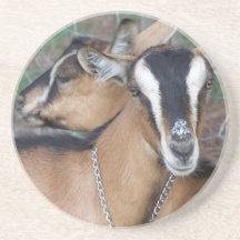 Alpine Oberhasli goat cross young does kids Drink Coaster