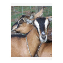 Alpine Oberhasli goat cross young does kids Custom Invitation