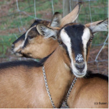 Alpine Oberhasli goat cross young does kids Cut Out