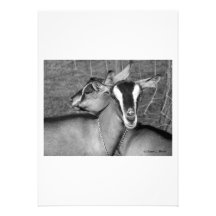 Alpine/Oberhasli goat does sisters photograph bw Personalized Announcement
