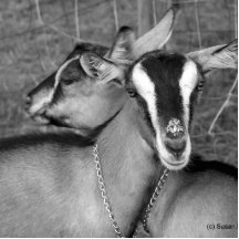 Alpine/Oberhasli goat does sisters photograph bw Acrylic Cut Out