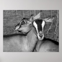 Alpine/Oberhasli goat does sisters photograph bw Poster