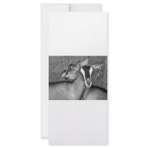 Alpine/Oberhasli goat does sisters photograph bw Customized Rack Card