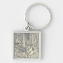 Alpine Skier in thick snowghosts at Big Key Chain