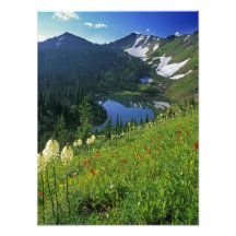 Alpine Wildflowers in the Jewel Basin in the Photo Art