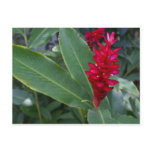 Alpinia Purpurata, Bucerias Post Cards