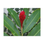 Alpinia Purpurata, Mexico Postcards