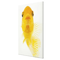 Also known as Comet-tailed goldfish. Hardy Gallery Wrap Canvas