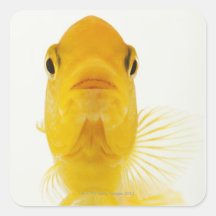 Also known as Comet-tailed goldfish. Hardy Square Stickers