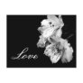 Alstroemeria Lily Love Postcard