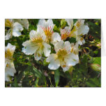 alstroemeria pretty flowers cards