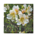 alstroemeria pretty flowers magnet