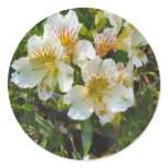 alstroemeria pretty flowers sticker