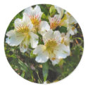 alstroemeria pretty flowers stickers