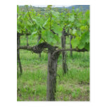 Alte Weinrebe Postkarte