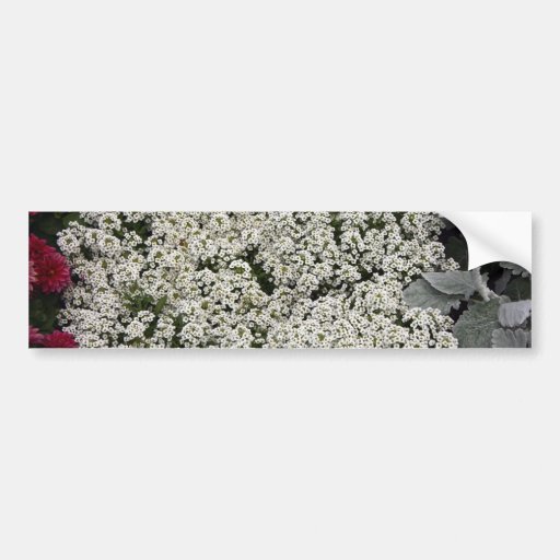 Alysium Bumper Sticker