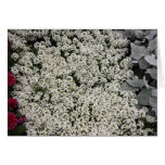 Alysium Greeting Cards