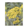 Alyssum Saxatile Flowers Postcard