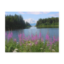 Amalga fireweed views