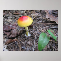 Amanita caesarea Mushroom Poster