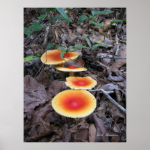 Amanita Mushroom Cluster Print