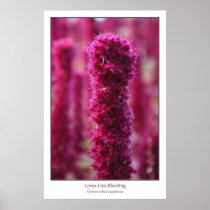 Amaranthus Caudatus Posters