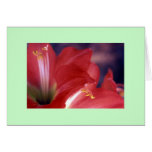 "Amaryllis #2" Greeting Card