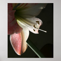 Amaryllis 2 posters