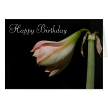 Amaryllis 53 B'Day ~ card