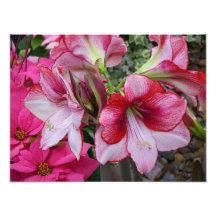 Amaryllis and Poinsettias Holiday Photo Print