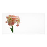 Amaryllis Aphrodite Photo Greeting Card