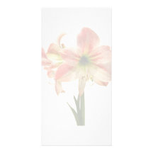 Amaryllis Apple Blossom Photo Cards